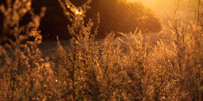 江苏嘉德文化70：深耕艺术推广，点亮当代艺术生态